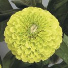 Zinnia Benary's Giant Lime Flower 50 Seeds Fresh Garden