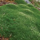 Irish Moss 500 Ground Cover RAW Seeds Fresh Garden