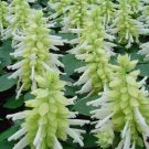 50 Salvia Sizzler White Flower Seeds Fresh Garden