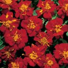 50 Marigold French Durango Red Seeds Fresh Garden