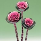 50 Flowering Kale Flowering Kale Crane Pink Ornamental Kale Seeds Fresh Garden