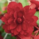 15 Begonia Illumination Scarlet Pelleted flower Seeds Fresh Garden