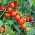 50 Tomato Husky Red Cherry Tomato Cherry Tomato Seeds Fresh Garden