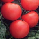 25 Tomato Tomato Champion II Bush Tomato Seeds Fresh Garden