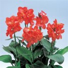 25 Canna Canna Tropical Salmon Tropical Seeds Fresh Garden