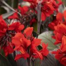Canna 25 Canna Tropical Bronze Scarlet Tropical Seeds Fresh Garden