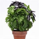 Herb 15 Multi Pelleted Simply Herbs Trybasil Pellets 3 herbs in one pellet Seeds Fresh Garden