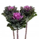 50 Flowering Kale Flowering Kale Empire Kysia Seeds Fresh Garden