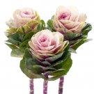 50 Flowering Kale Flowering Kale Empire Luba Seeds Fresh Garden