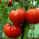 25 Tomato Tomato Heatmaster Slicing Tomato Heavy Yields Seeds Fresh Garden