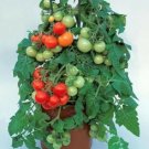 25 Tomato Tomato Totem Dwarf Tomato Seeds Fresh Garden