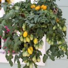 25 Tomato Tomato Peardrops Cascading Tomato Seeds Fresh Garden