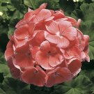 15 Coated Geranium Pinto Premium Salmon Geranium Seeds Fresh Garden