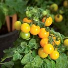 25 Tomato Little Birdy Yellow Canary Micro Dwarf Tomato Seeds Fresh Garden