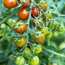 25 Tomato Moby Grape Grape Tomato Seeds Fresh Garden