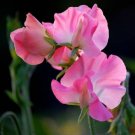 Sweet Pea Sweet Pea Mammoth Deep Rose 50 Seeds Fresh Garden