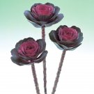 50 Flowering Kale Flowering Kale Crane Rose Ornamental Kale Seeds Fresh Garden