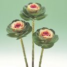 50 Flowering Kale Flowering Kale Crane Bicolor Ornamental Kale Seeds Fresh Garden