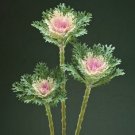 25 Flowering Kale Flowering Kale Crane Feather King White Ornamental Kale Seeds Fresh Garden
