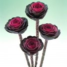 50 Flowering Kale Flowering Kale Crane Red Ornamental Kale Seeds Fresh Garden 50 Flowering Kale Flowering Kale Crane Red Ornamental Kale Seeds Fresh Garden