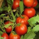 50 Tomato Tomato Early Doll Tomato Slicing Tomato Seeds Fresh Garden