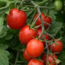 Tomato 25 Tomato Tidy Treats Cherry Tomato Seeds Fresh Garden Tomato 25 Tomato Tidy Treats Cherry Tomato Seeds Fresh Garden