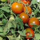 Tomato 25 Tomato Rambling Red Stripe Seeds Fresh Garden Tomato 25 Tomato Rambling Red Stripe Seeds Fresh Garden
