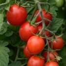 Tomato 25 Tomato Sugar Rush Cherry Tomato Seeds Fresh Garden