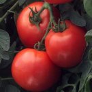 Tomato 25 Tomato Bush Early Girl Determinate 65 Days Seeds Fresh Garden