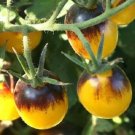 Tomato 25 Indigo Sun Tomato Cherry Tomato Seeds Fresh Garden