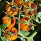 Tomato 25 Indigo Kumquat Tomato Cherry Tomato Seeds Fresh Garden