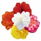 Begonia Joy Nonstop Joy Mix Semi Trailing 15 pelleted Seeds Fresh Garden