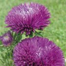 Aster Gala Purple 100 Cut Flower Seeds Fresh Garden