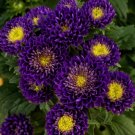 Aster Matsumoto Blue 50 Cut Flower Seeds Fresh Garden