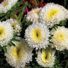 Aster Matsumoto White 50 Cut Flower Seeds Fresh Garden