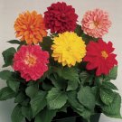 25 Dahlia Fresco Flower Seeds Fresh Garden