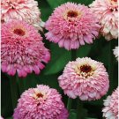 Zinnia 50 Zinnia Cup Cakes Pink Cut Flower Seeds Fresh Garden Zinnia 50 Zinnia Cup Cakes Pink Cut Flower Seeds Fresh Garden