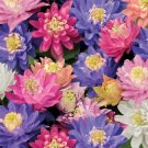 25 Aquilegia Clementine Mix Double Columbine Seeds Fresh Garden