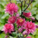 25 Aquilegia Clementine Red Double Columbine Seeds Fresh Garden