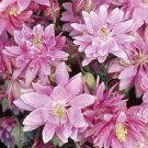25 Aquilegia Clementine Rose Double Columbine Seeds Fresh Garden