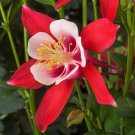 Aquilegia 25 Kirigami Red And White Columbine Seeds Fresh Garden
