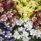 Aquilegia 25 Aquilegia Kirigami Mix Columbine Seeds Fresh Garden