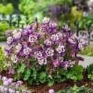 Aquilegia 25 Earlybird Purple And White Columbine Seeds Fresh Garden