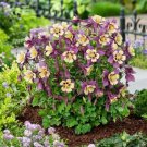 Aquilegia 25 Earlybird Purple And Yellow Columbine Seeds Fresh Garden