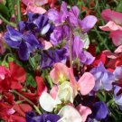 Sweet Pea Sweet Pea Incense Mix 50 Seeds Fresh Garden
