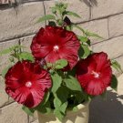 Hibiscus Honeymoon Deep Red Hardy Hibiscus 15 Seeds Fresh Garden