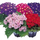 Cineraria 25 Ceineraria Hybrida Early Perfection Mix Pericallis Seeds Fresh Garden Cineraria 25 Ceineraria Hybrida Early Perfection Mix Pericallis Seeds Fresh Garden