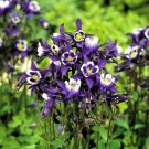 Aquilegia 25 Spring Magic Blue And White Columbine Seeds Fresh Garden