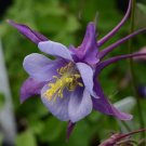 Aquilegia 25 Earlybird Purple And Blue Columbine Seeds Fresh Garden