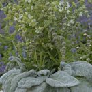 Silver Sage 50 Salvia Argentea Artemis Seeds Fresh Garden